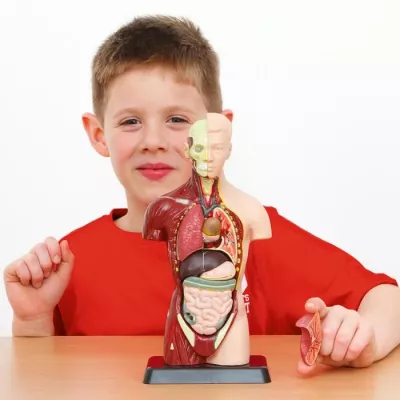Kindermodell, Anatomie, Modell, Organe, Torso