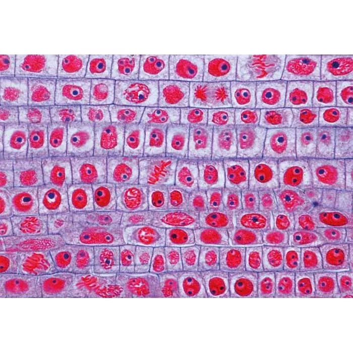 Mosaik, Zellen, Raster, rote Punkte, rosa Hintergrund
