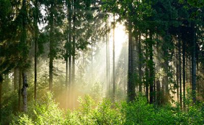 Wald, Sonnenlicht, Grün, Bäume, Natur