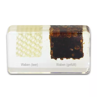 Honigwaben, Wabenstruktur, Waben (leer), Waben (gefüllt), Imkereiprodukt