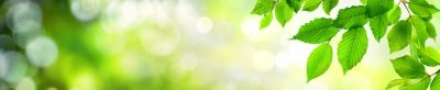 Blatt, grün, Natur, Zweig, Sonnenlicht