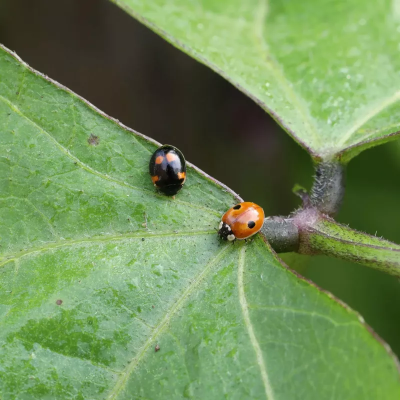 marienkäfer, punktlarve?, blatt, insekten, tier