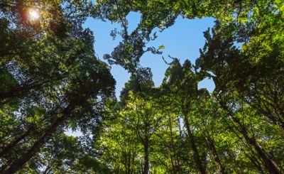 Baum, Wälder, Laubdach, Baumkronen, Himmel