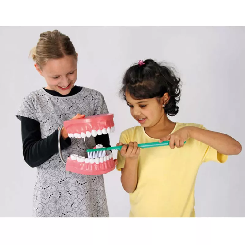 Zahnarztmodell, Mundmodell, Kinderzahnbürste, Zahnmodell, Zahnbürstenmodell