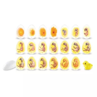 Baby chick, Egg embryo, Duckling, Foetal development, Yellow chick