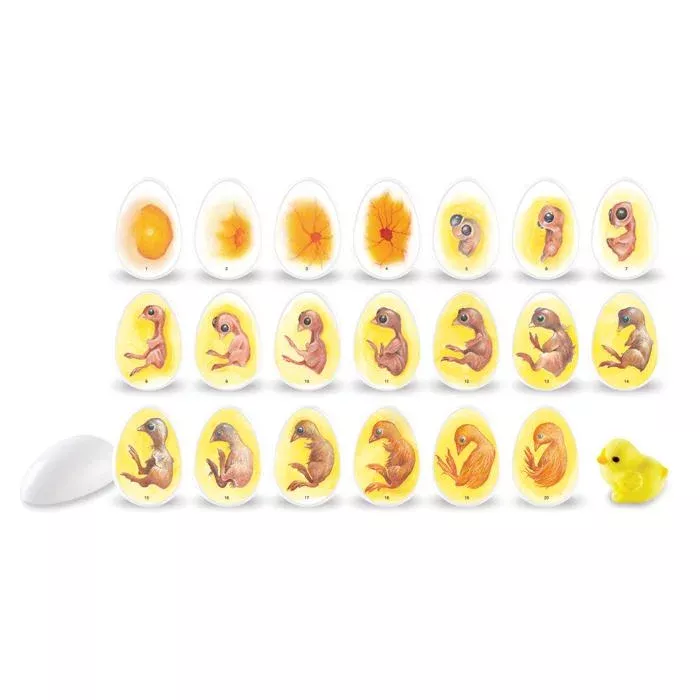 Baby chick, Egg embryo, Duckling, Foetal development, Yellow chick
