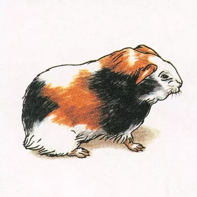 Guinea pig, Kleines Nagetier, Dreifarbiges Fell, Haustier, Sitzende Haltung