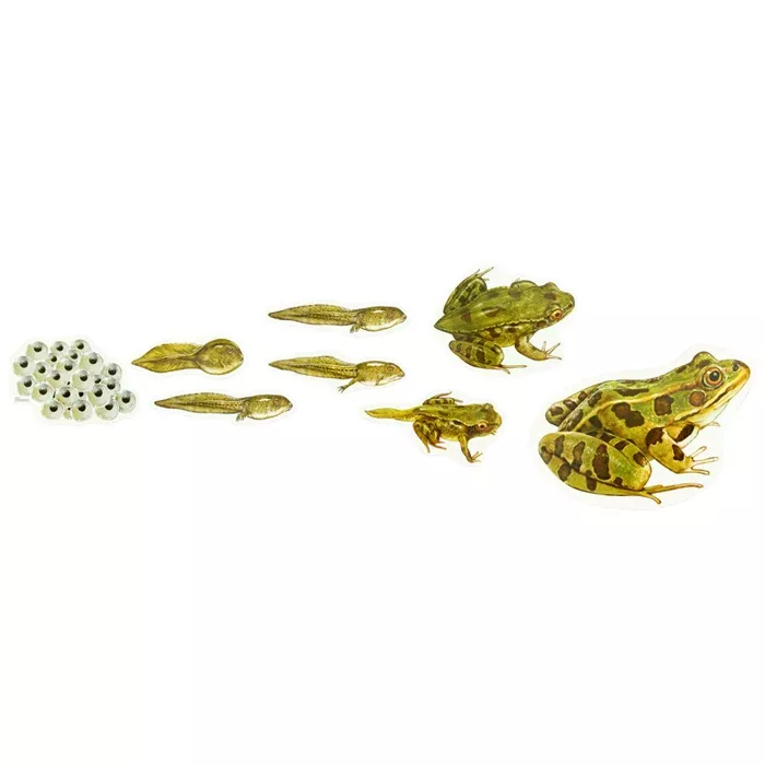 Frösche, Kaulquappen, Froschlarven, Tierabbildungen, Stoffaufkleber