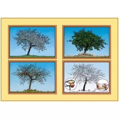 Baum, Frühling, Vier Bilder, Frühjahrsbaum, Baumreihe