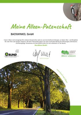 baumgesteuerte straße, wald, straße, natur, sonnenschein