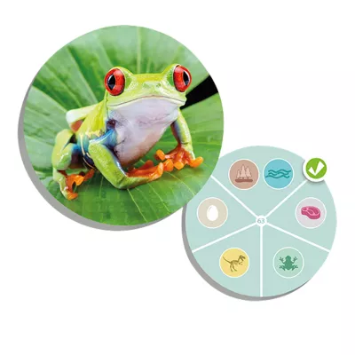 Frosch, Rotaugenfrosch, grün, blatt, artige?