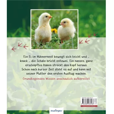 Küken, Entenküken, Ei, Nest, Gras