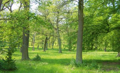 Wald, Baum, Gras, Grün, Sonne