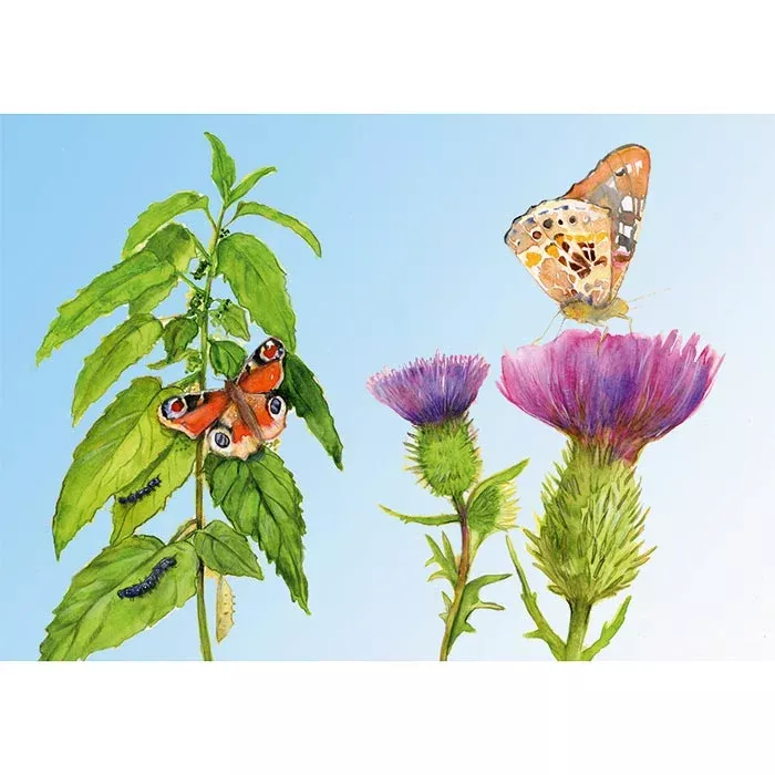 schmetterling, pflanze, blume, natur, staude