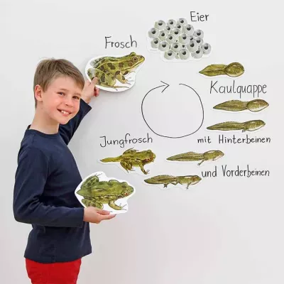 Lernposter, Frosch, Kreislauf, Jungfrosch, Eier