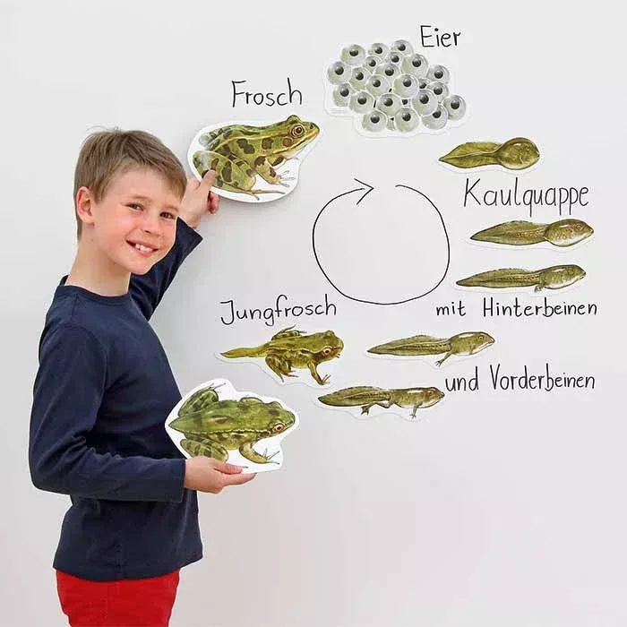 Lernposter, Frosch, Kreislauf, Jungfrosch, Eier