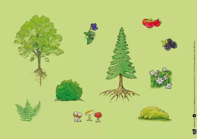 Baum, Kiefer, Sträucher, Pilze, Pflanzen
