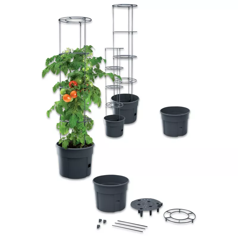 Tomatenpflanze, Grap Torre, Stahlrahmen, Pflanzenstütze, Topfstütze