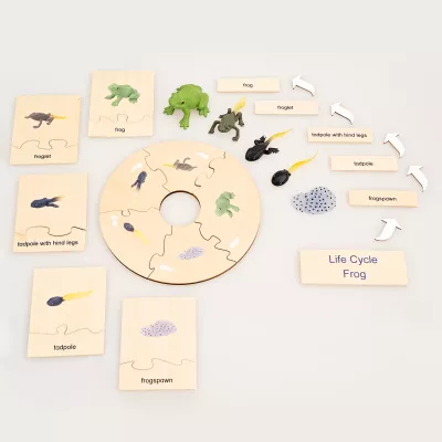 Frosch, Lebenzyklus, Puzzle, Holz, Spielzeug