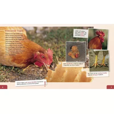 Huhn, Henne, Kamm, Hühnerbein, Brotkrumen