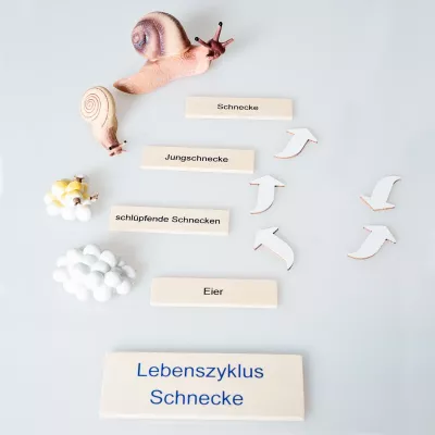 Schnecke, Eier, Lebenszyklus, Jungschnecke, Schlupfschnecken