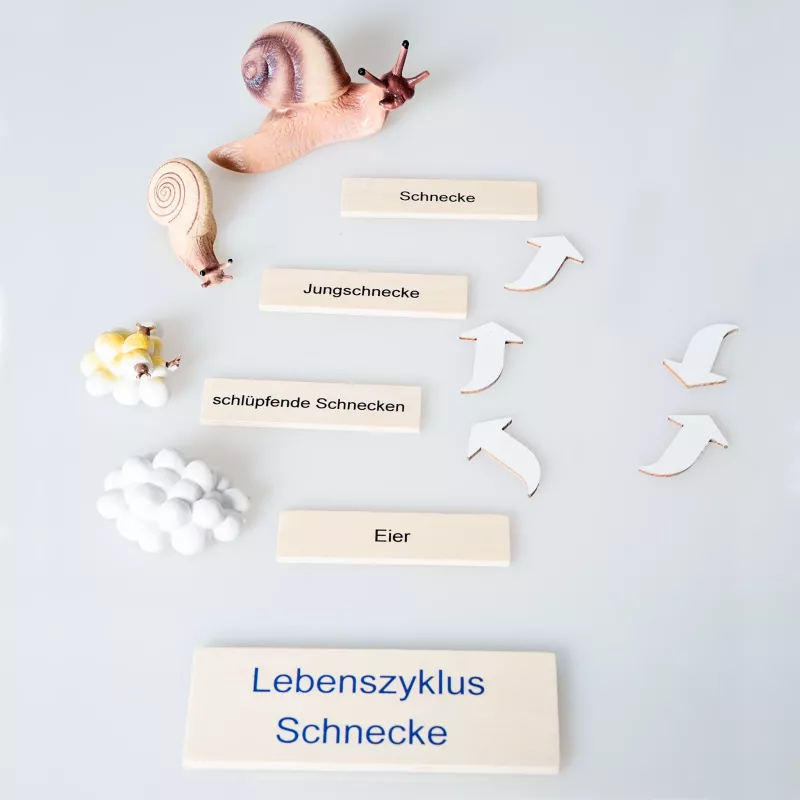 Schnecke, Eier, Lebenszyklus, Jungschnecke, Schlupfschnecken
