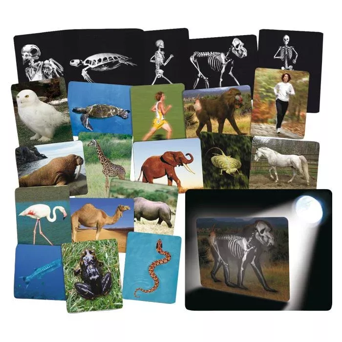 Tierkarten, Tierkarten-Set, Tierbilder, Wildtiere, Kinderlernset