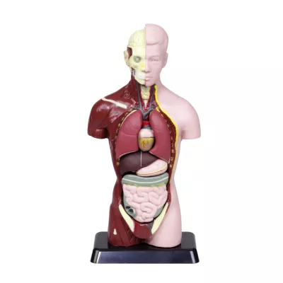 Anatomie Modell, Körperorgane, Torso Modell, Menschlicher Körper, Leiborgane
