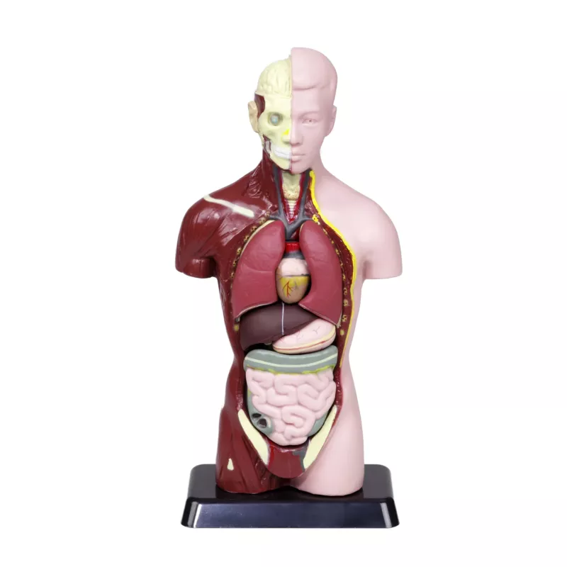 Anatomie Modell, Körperorgane, Torso Modell, Menschlicher Körper, Leiborgane
