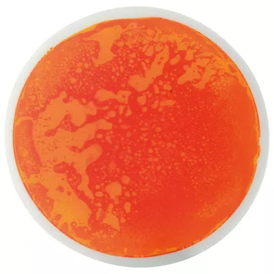 orange, kreis, flüssigkeit, petri-dish, agar