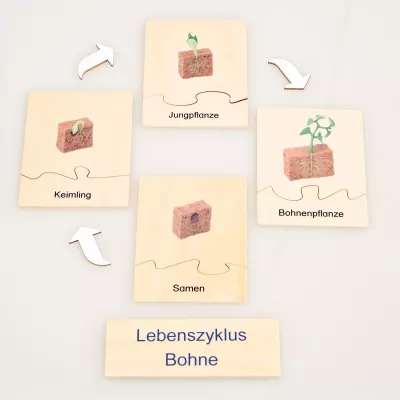 Bohne, Lebenszyklus Bohne, Keimling, Samen, Bodenbildungen