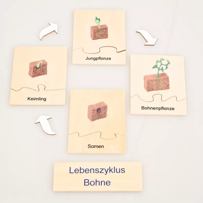 Bohne, Lebenszyklus Bohne, Keimling, Samen, Bodenbildungen