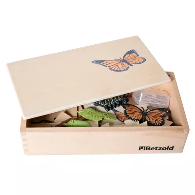 Holzbox, Insektenbox, Schmetterling, Naturholz, Aufbewahrung