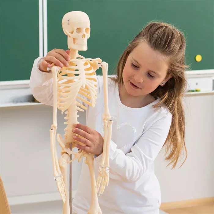 Knochenmodell, Skelett, Schädel, Schulterschale, Lehrmodell