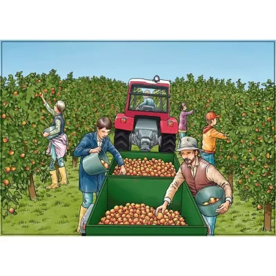 Apfelernte, Obstplantage, Traktor, Erntebehälter, Landarbeiter