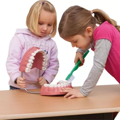 Zahnmodell, Mundmodell, Kinder Zahnpflege, Kiefermodell, Zahnreinigung