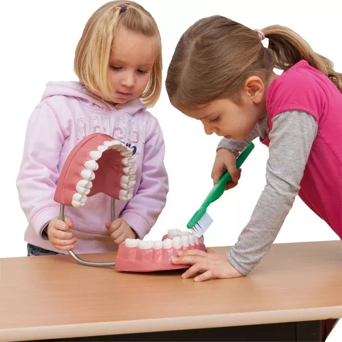 Zahnmodell, Mundmodell, Kinder Zahnpflege, Kiefermodell, Zahnreinigung