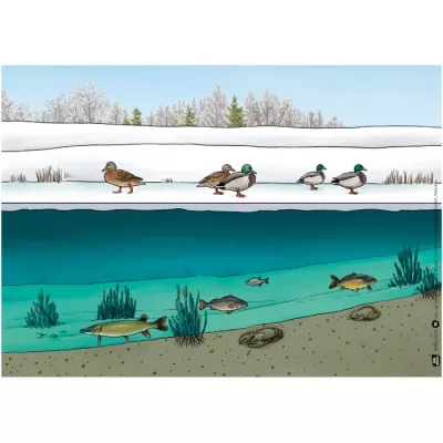 Winter, Ducks, Snow, Ice, River