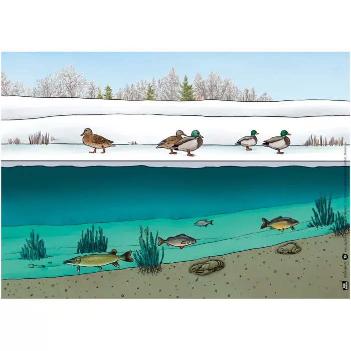 Winter, Ducks, Snow, Ice, River