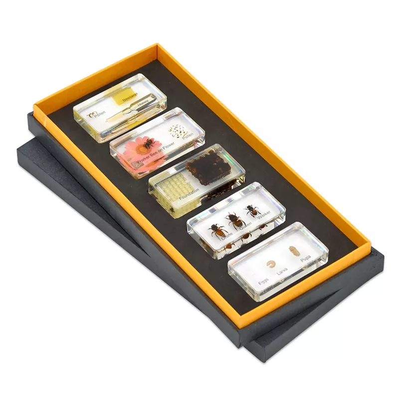 Insektenperspektive, Insektenkunde, Mikro-Ökosystem, Insektenbeobachtung, Experimenten-Set