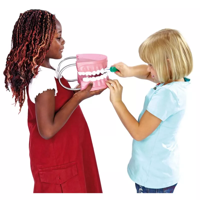 Zahnarzt-Set, Zahnmodell, Lehrmodell, Kinderspielzeug, Zahnputz-Training