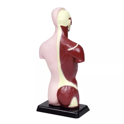 Anatomie Modell, Menschlicher Körper, Rückenmuskulatur, Rückenmodell, Figur Modell