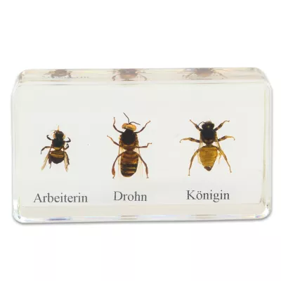 Bienen, Arbeitsbiene, Drohne, Königin, Insektenart
