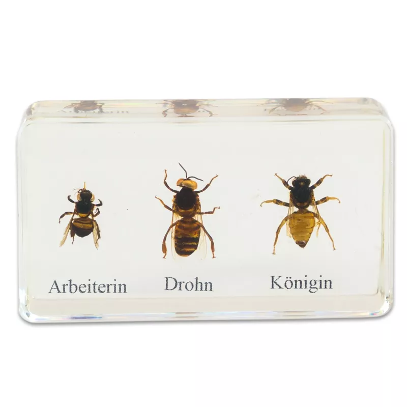 Bienen, Arbeitsbiene, Drohne, Königin, Insektenart