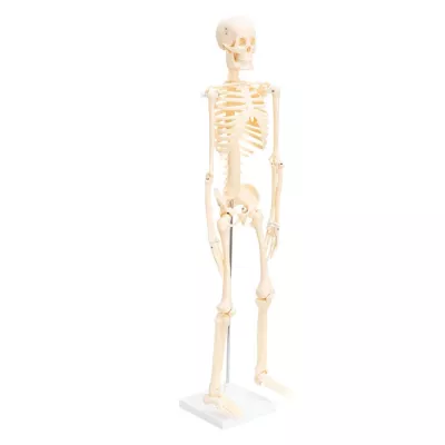 Skelett, Schulskelett, Humanokörper, Skelettmodell, Anatomie-Modell