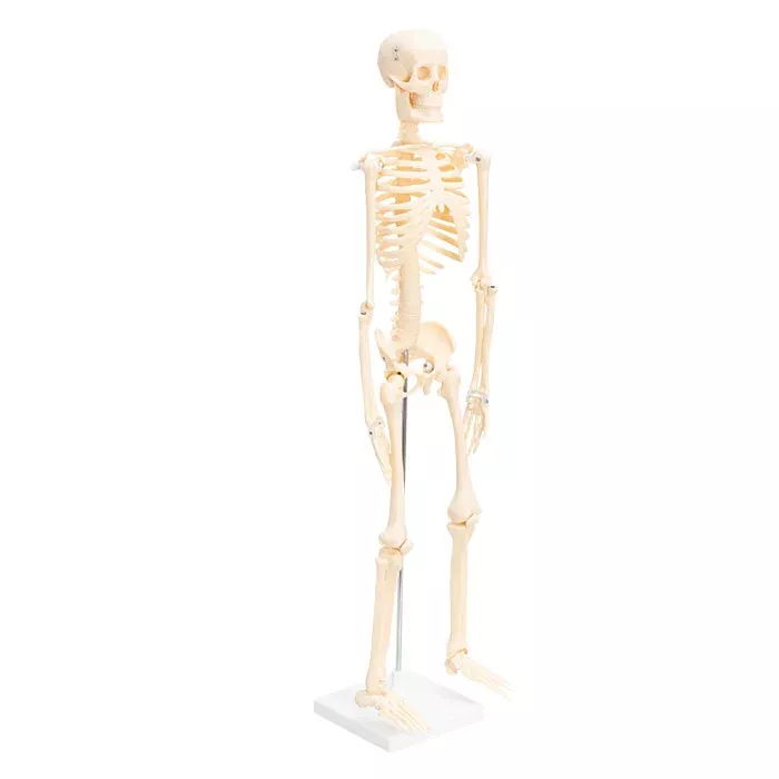 Skelett, Schulskelett, Humanokörper, Skelettmodell, Anatomie-Modell