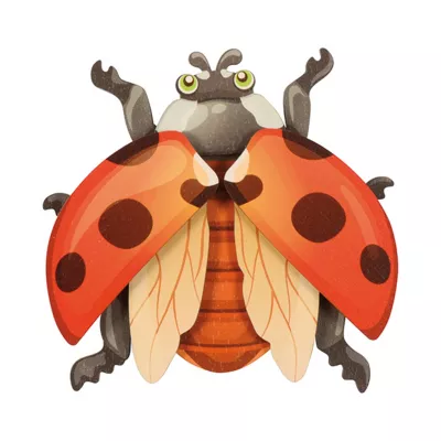 Marienkäfer, Insekten, Flecken, rot, Flügel