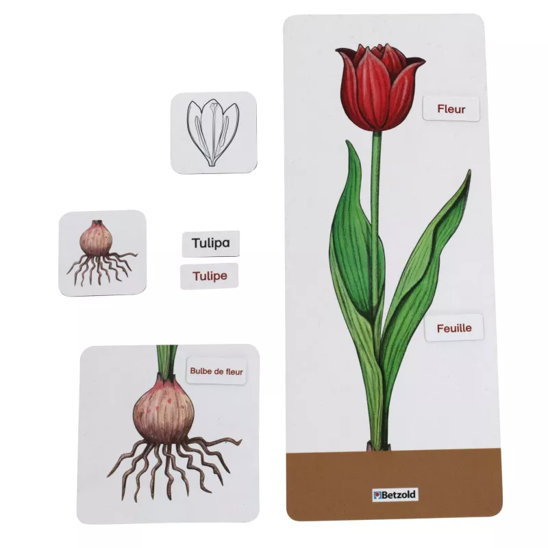 Tulipa, Fleur, Bulbe de fleur, Tulpe, Blatt