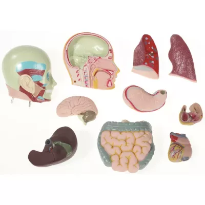 anatomie Modell, Organe, Gehirn, Lungen, innere Organe