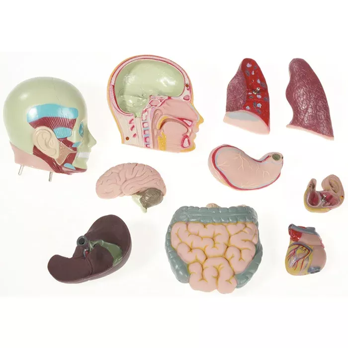 anatomie Modell, Organe, Gehirn, Lungen, innere Organe